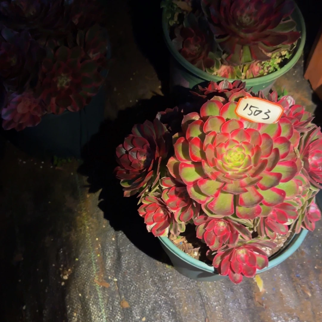 刘***芹1503多肉法师锦1111