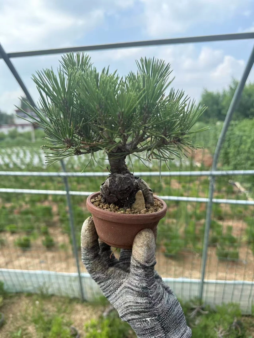精品三河黑松矮霸坨坨桩老桩微盆景(直播间一物一拍,私拍不发货)
