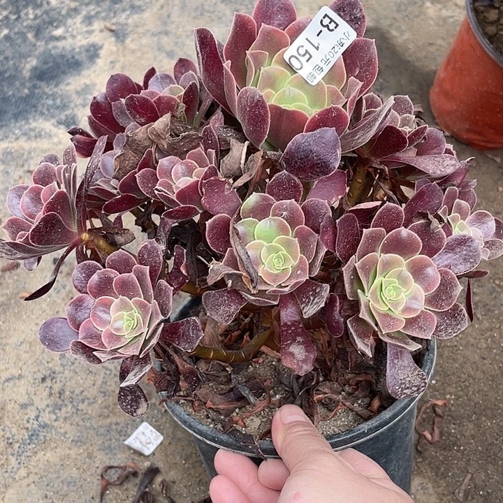 150欧嘉丽多肉植物法师