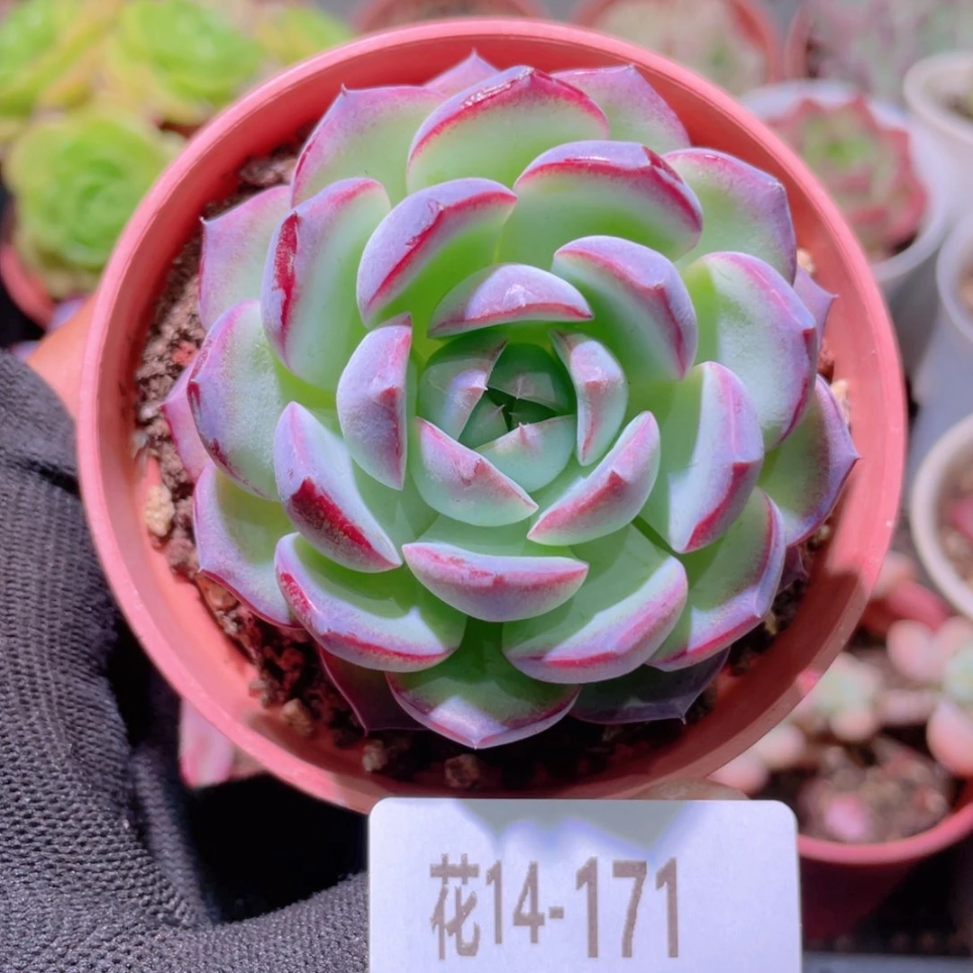 花利美14-171女王