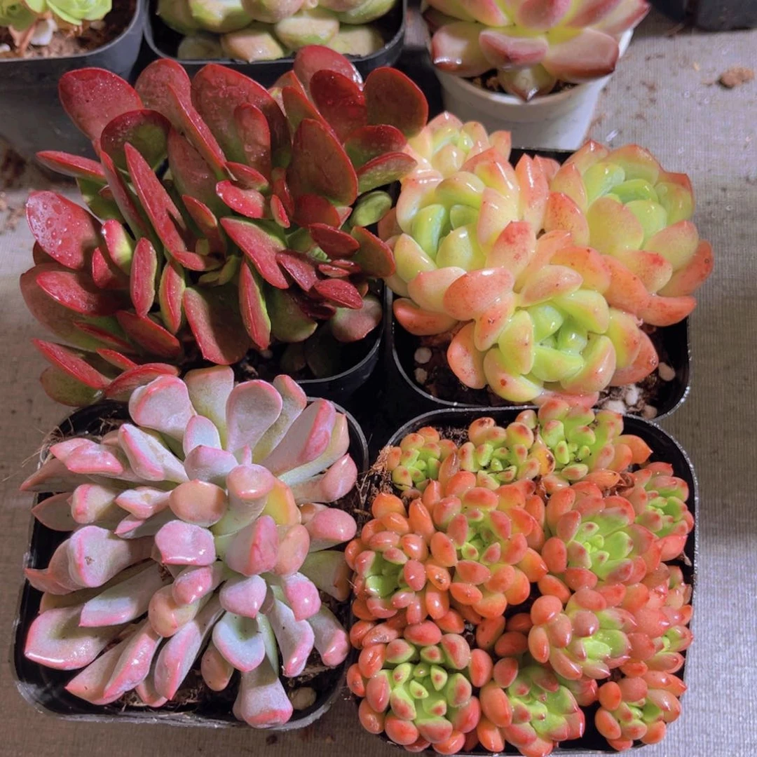 雪媚娘套餐多肉植物