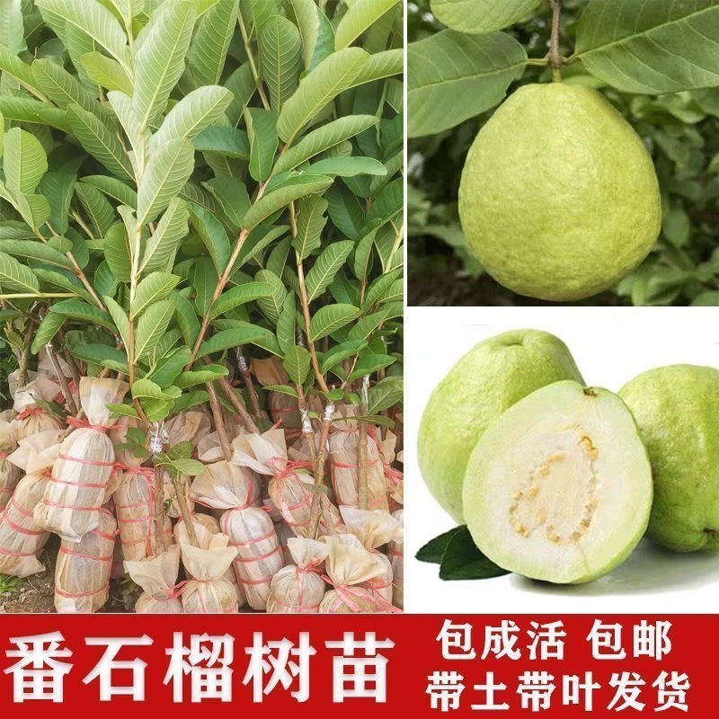 番石榴树苗白心珍珠四季芭乐果苗红宝石嫁接树苗盆栽地栽当年结果
