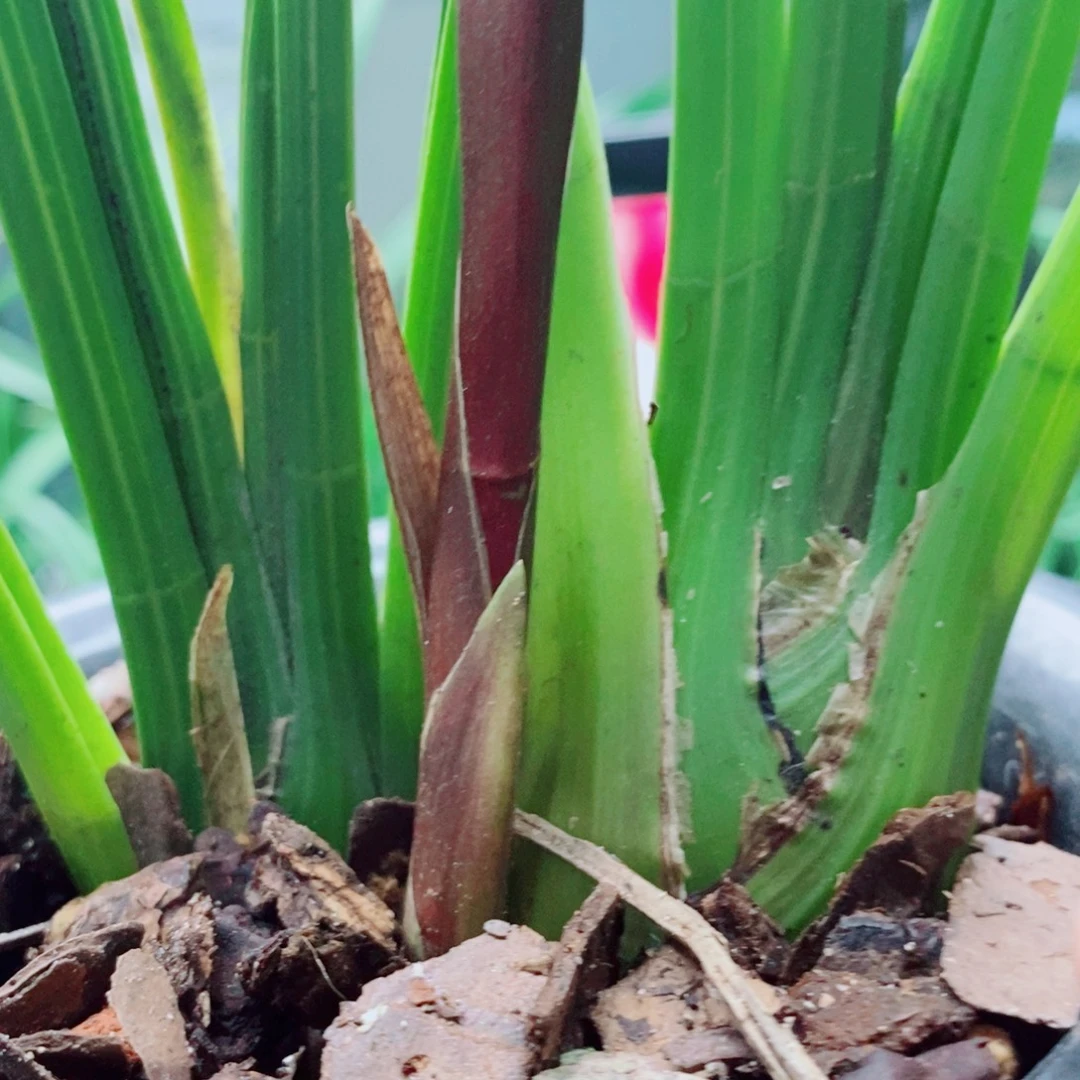 大部分花苞少量开放