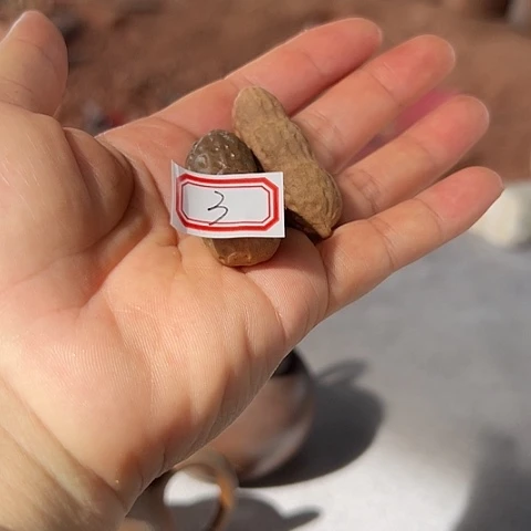 戬谷龙窑柴烧茶杯3