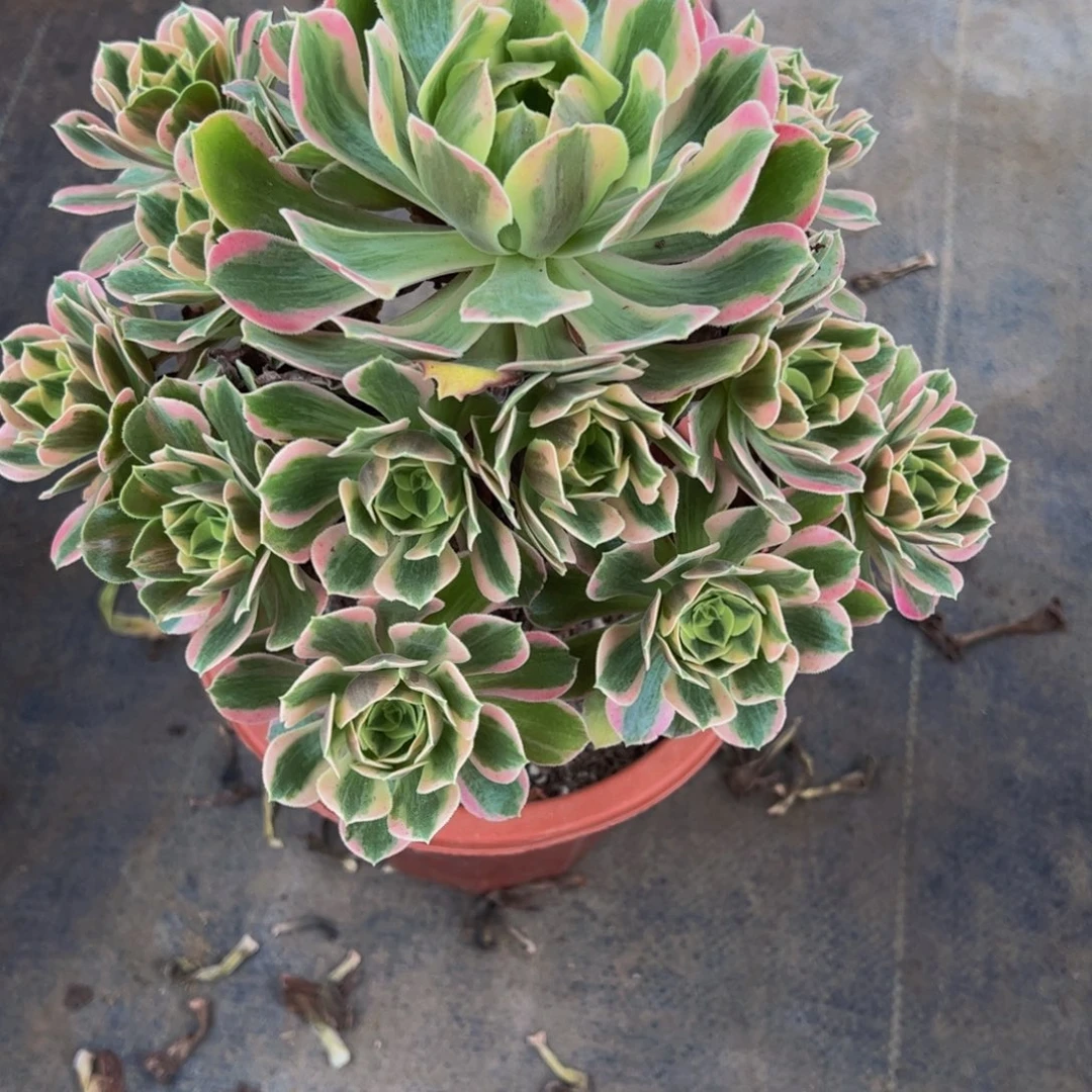 全部花朵浣纱6155555555555