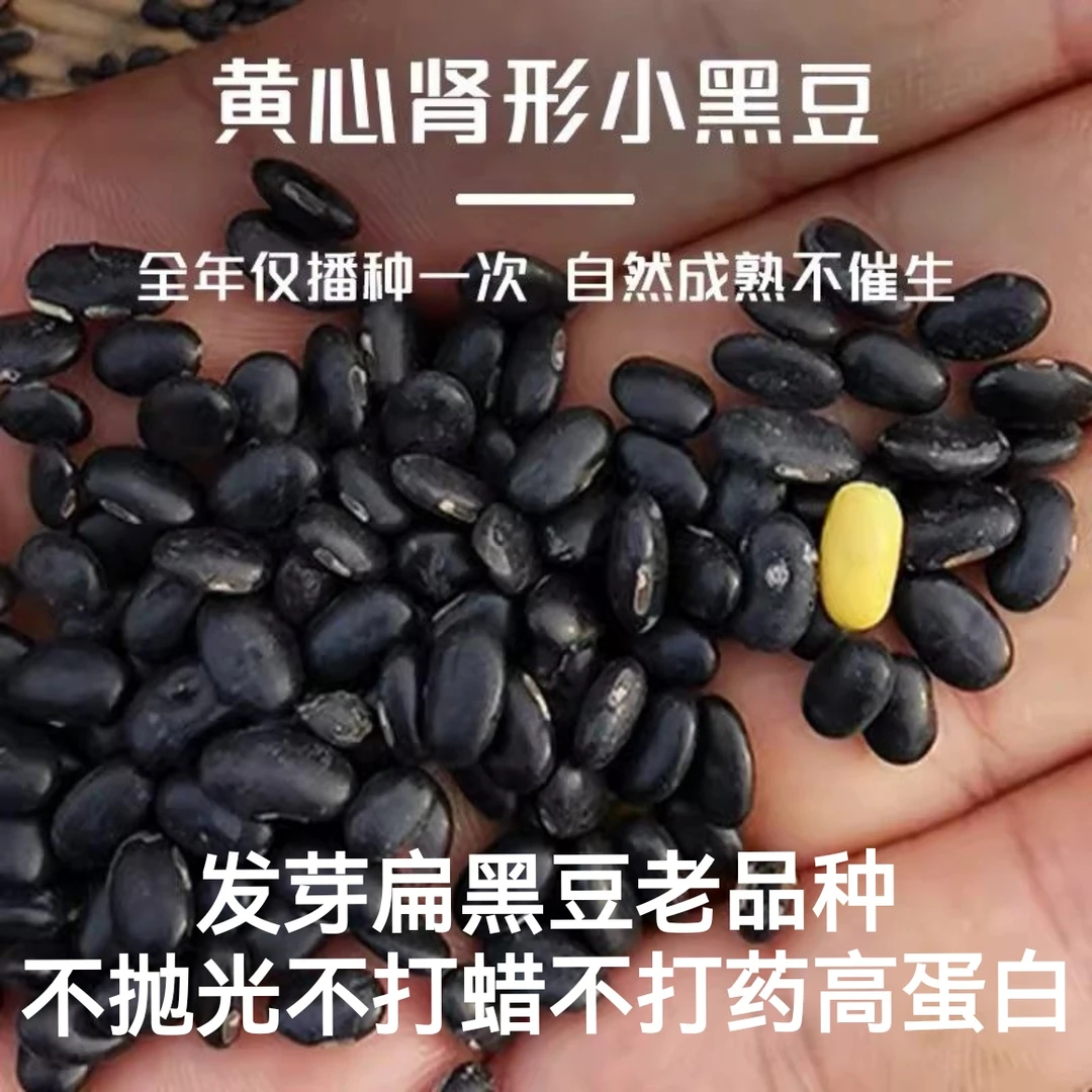 自己种的扁黑豆不打药不用肥不抛光不打蜡自然的样子高蛋白小颗粒