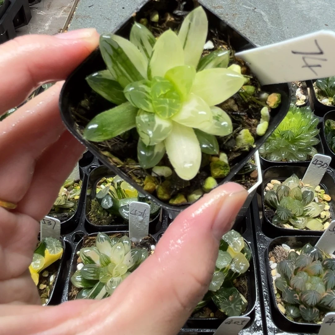 74龙鳞玉露锦一物一拍