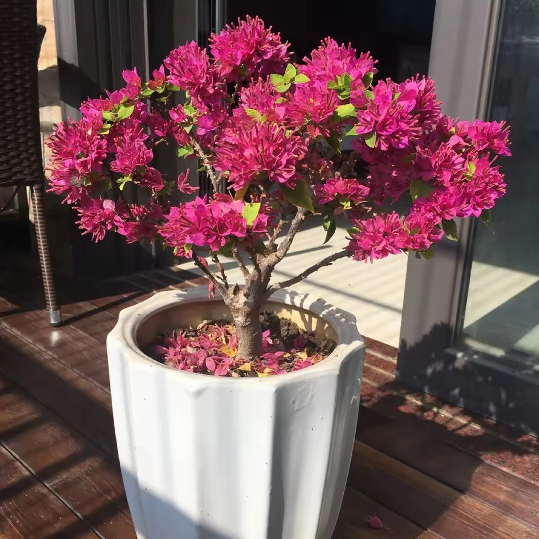 塔紫三角梅兰花草袋苗花卉绿植四季开花好养易活室内外种植ai