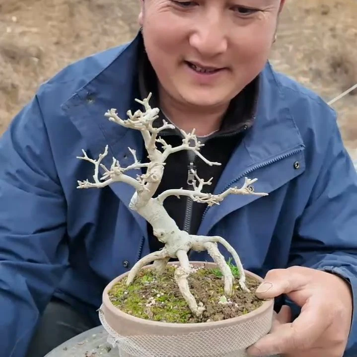 无花朵高20粗2厘米白蜡