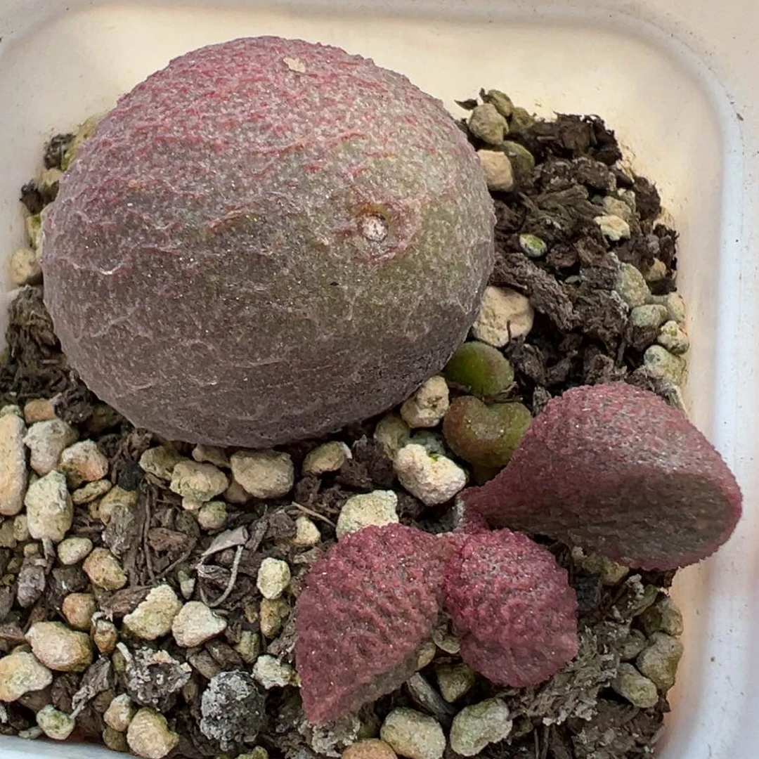 水蜜桃母叶有疤特价多肉植物