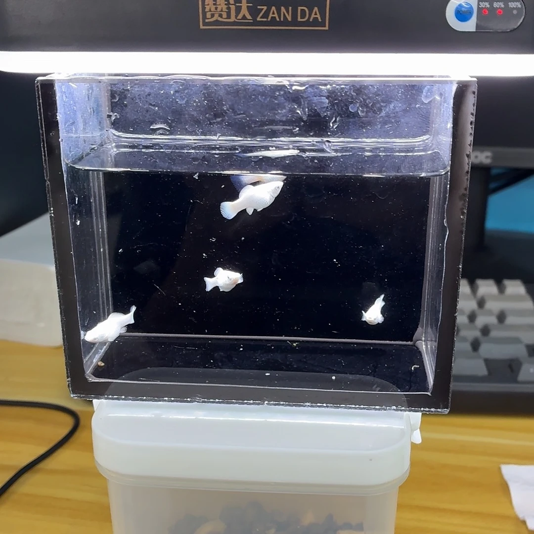 孔雀鱼玛丽瓷白钻眼苗5条