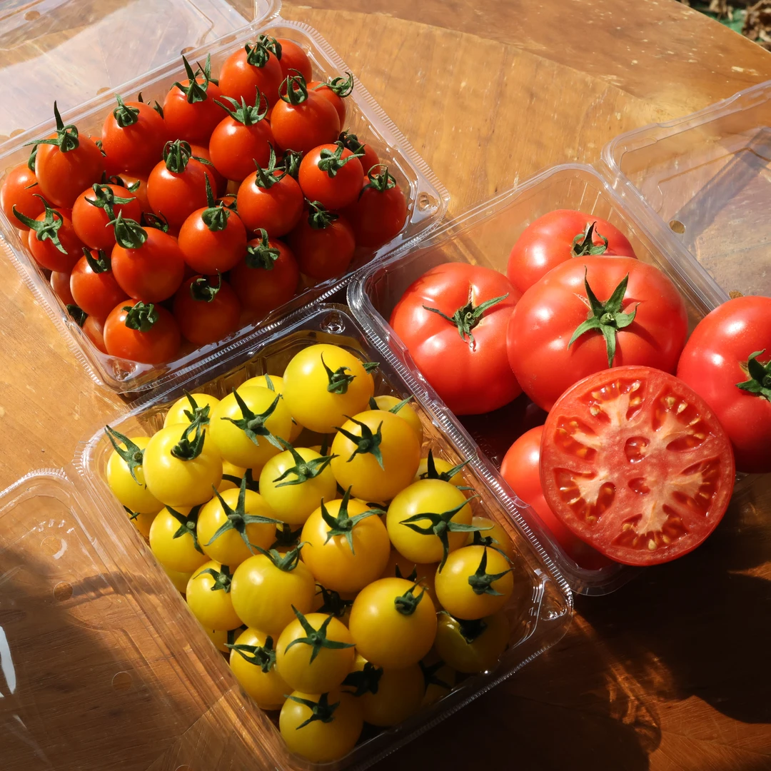 【顺丰包邮】黄宝石红色圣女果草莓西红柿小番茄新鲜坏果包赔多汁