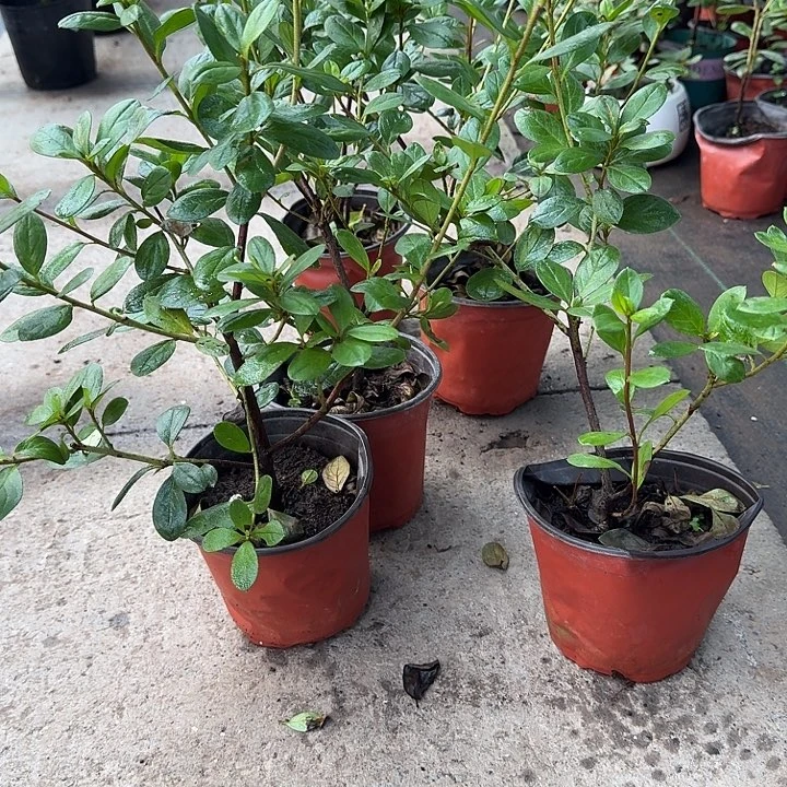 当前无花栽培后可以开花红杯菲比朱砂