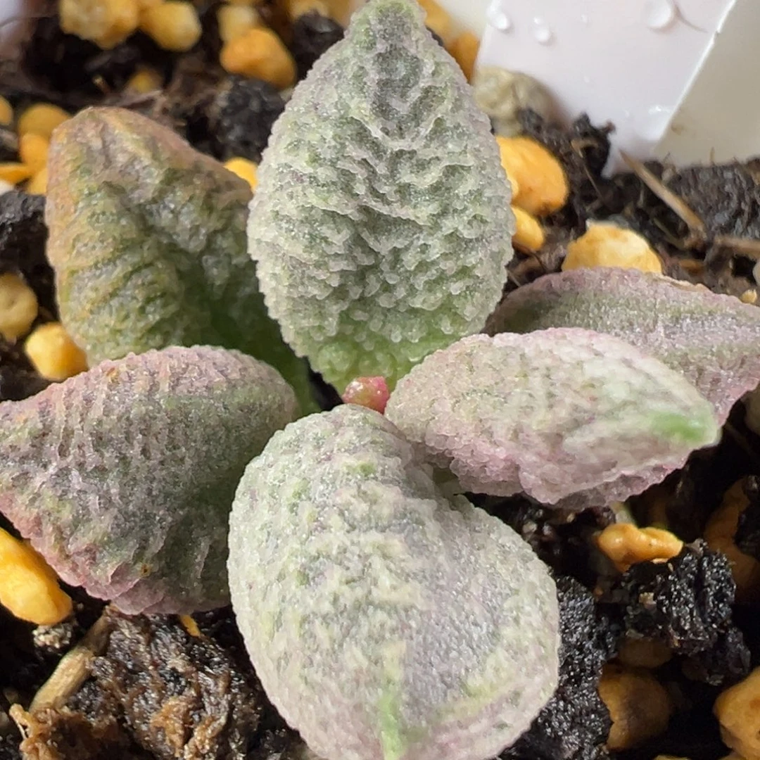 w融化纹冰淇淋多肉植物水泡