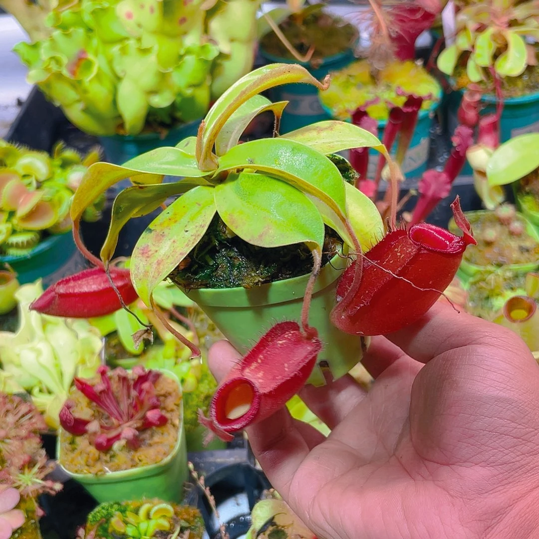 完全开放黛安娜9号