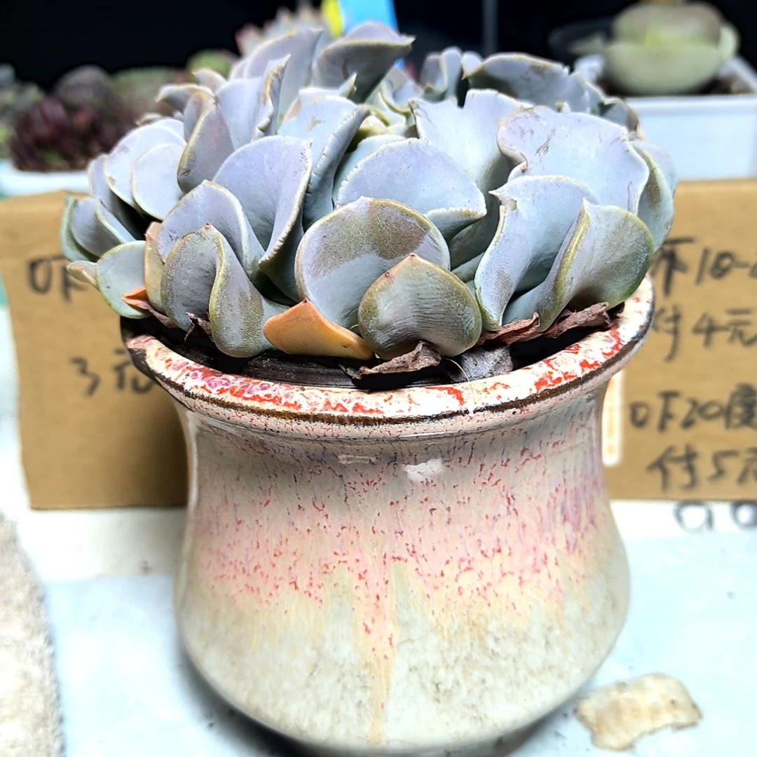 满6元包邮，#大颗天鹅湖