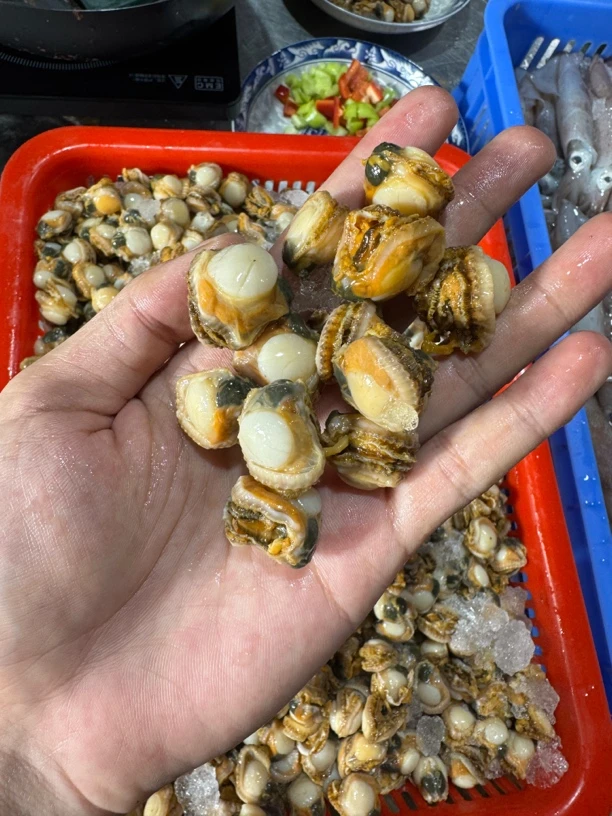 广东湛江 扇贝肉 螺肉