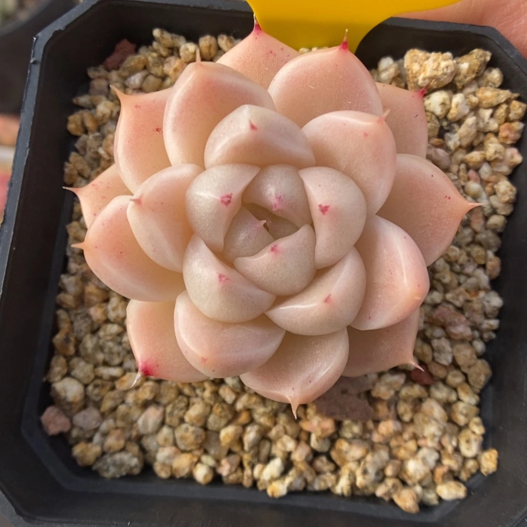 S***3油透麦秆1010号。