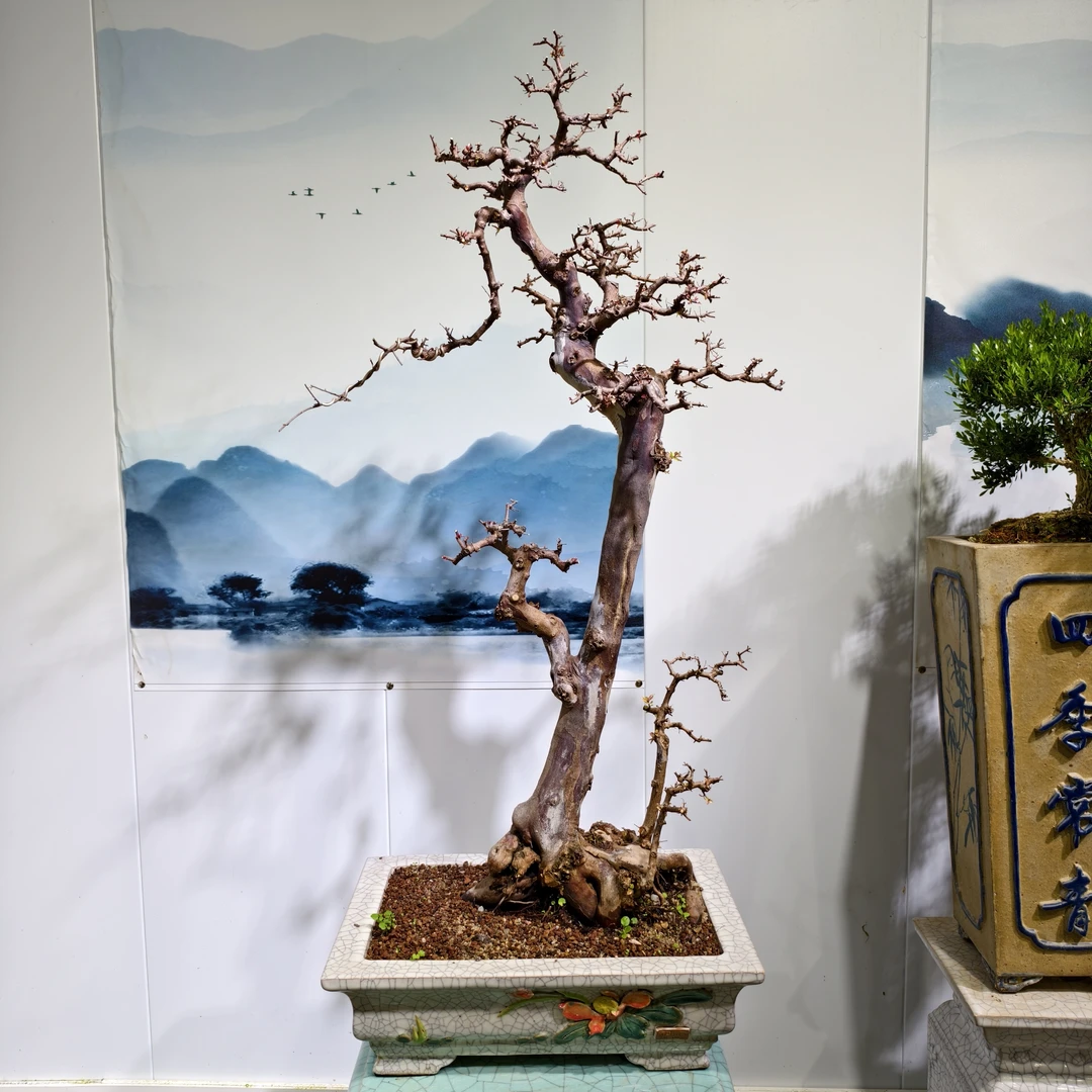 乡村四月文化盆景 雀梅盆景