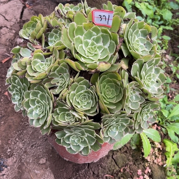 371海王多肉植物法师