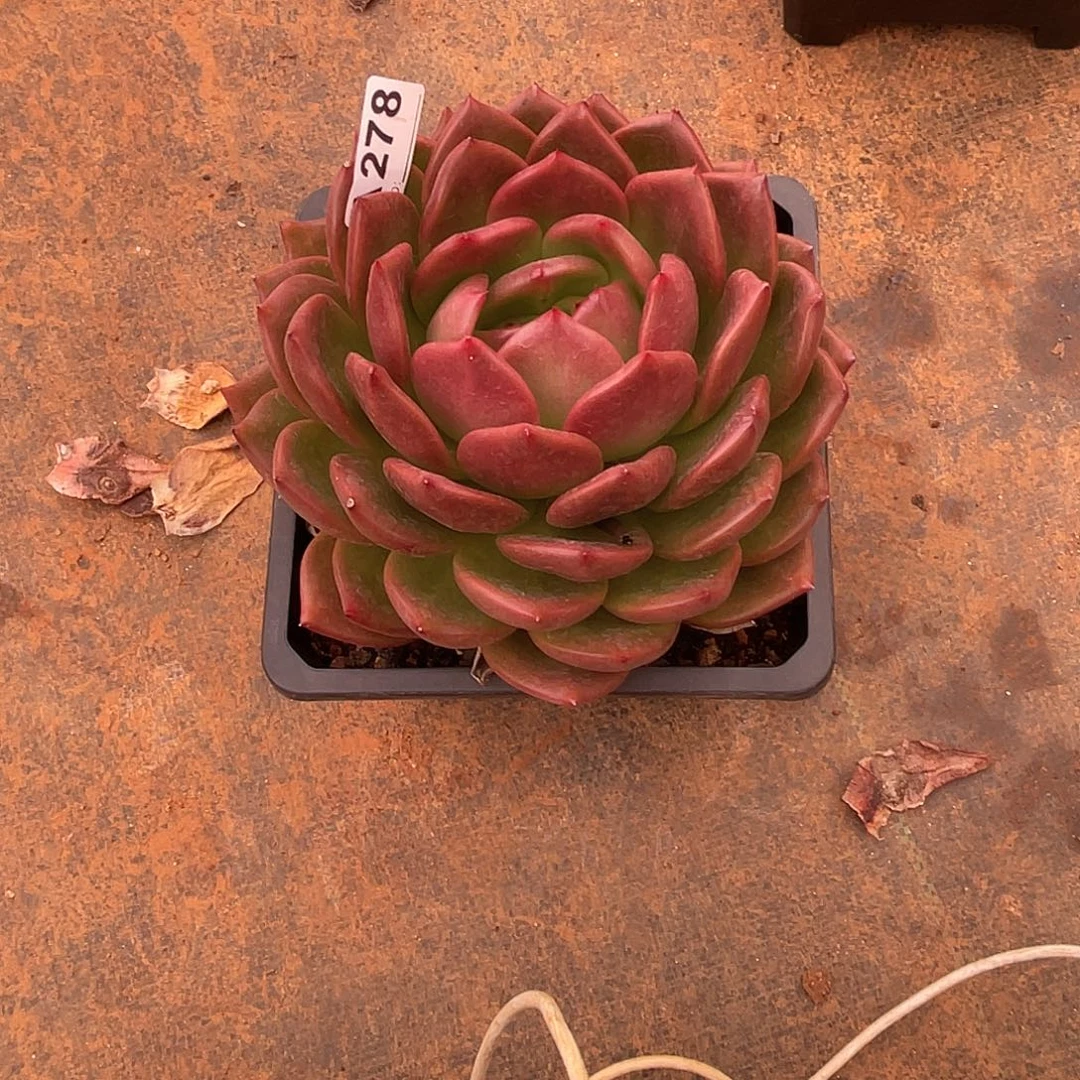 若如东云筐拍A278