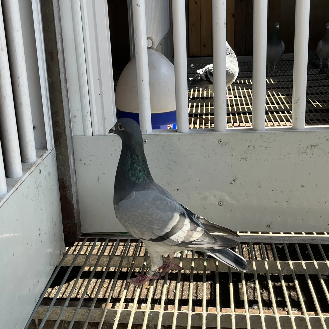 基特尔雌鸽非常漂亮