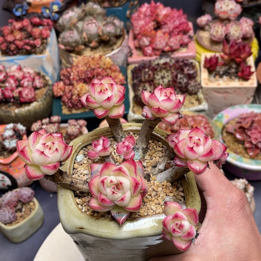 老桩粗腿飘支女王群