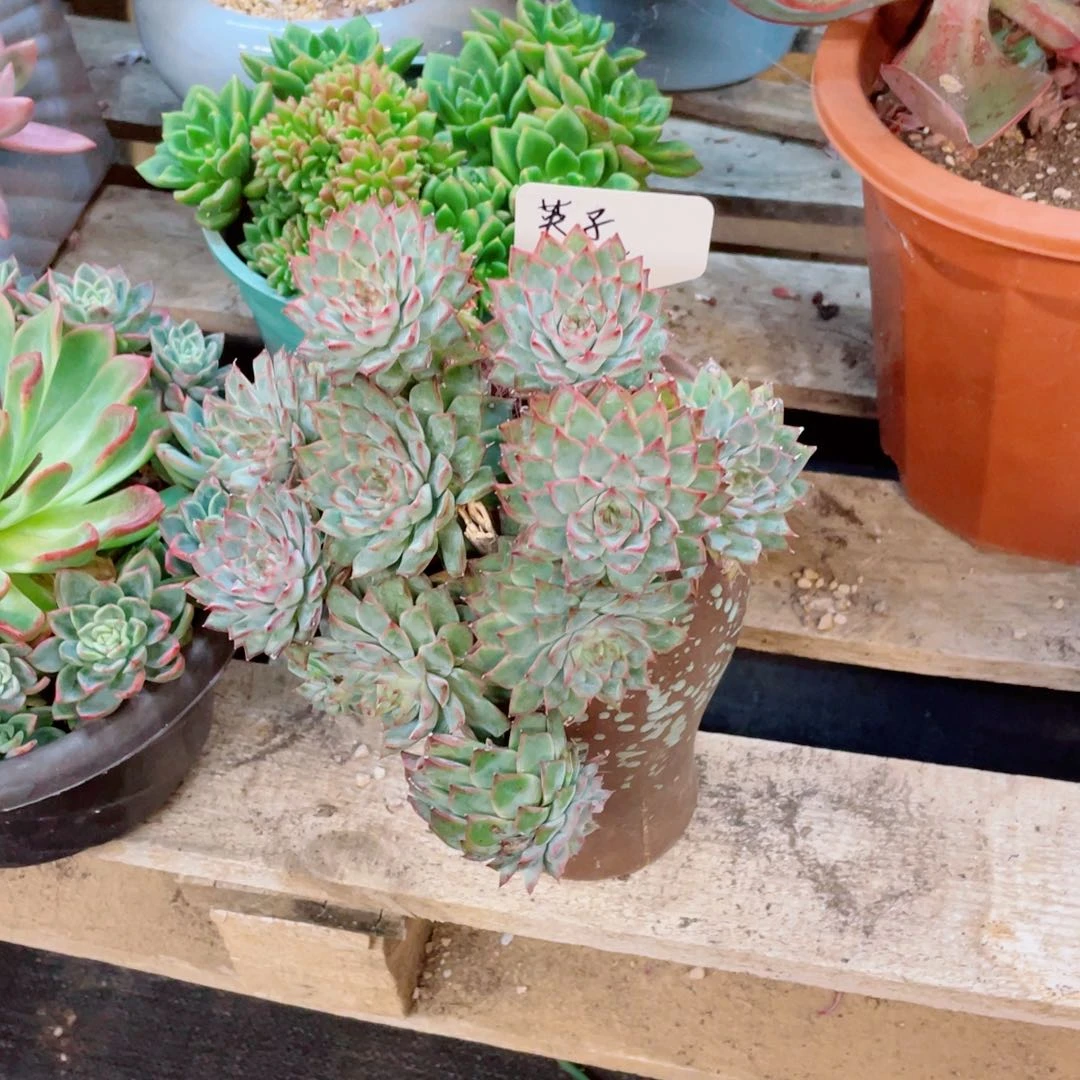 英子，沙冰玫瑰，物流