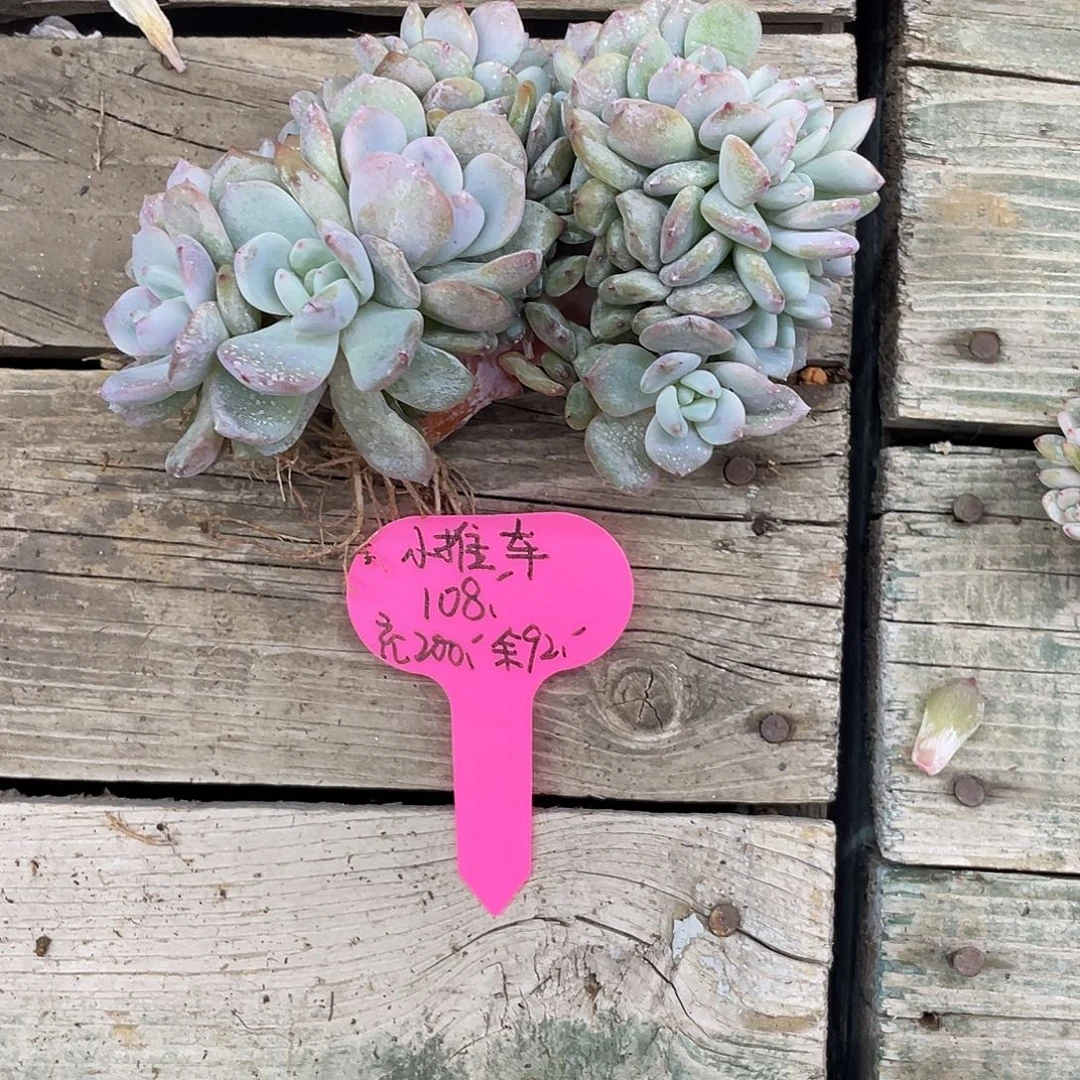 ᥫ****底切-星影朵朵小树108元，充200，余92元