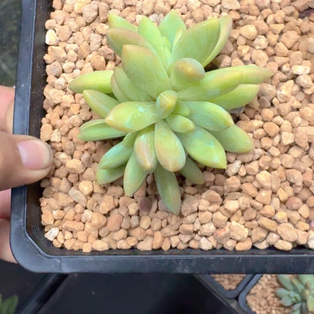 朵唯奇 3头 一物一拍