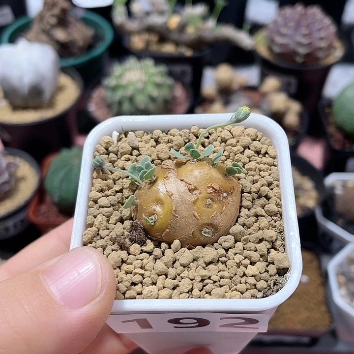 192格加厚墩菊块根