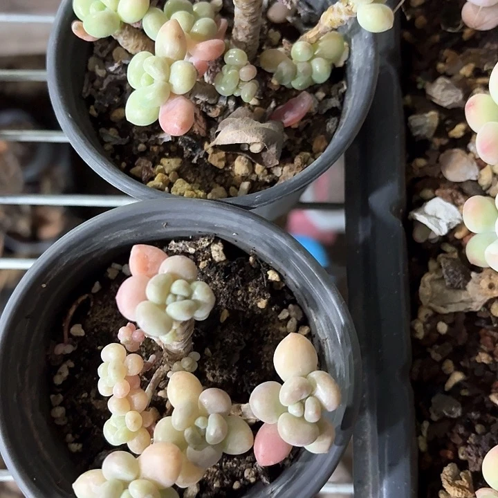 x****uchxzfddfgsdrrrr108