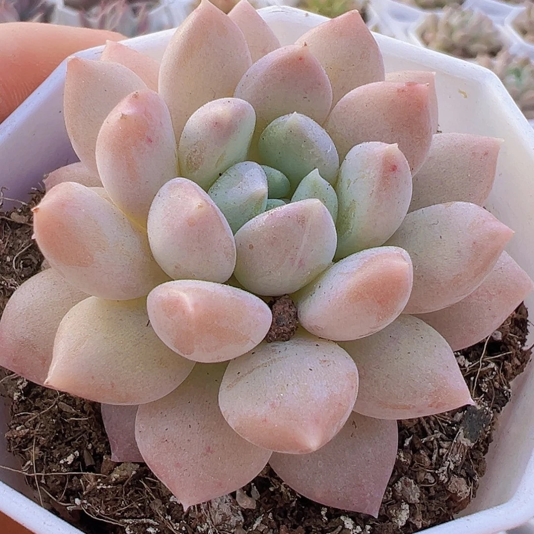 奶糖19包邮多肉植物