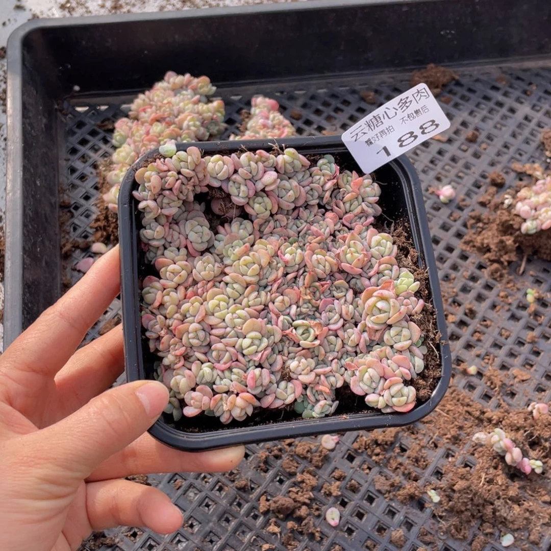 云糖心多肉植物188