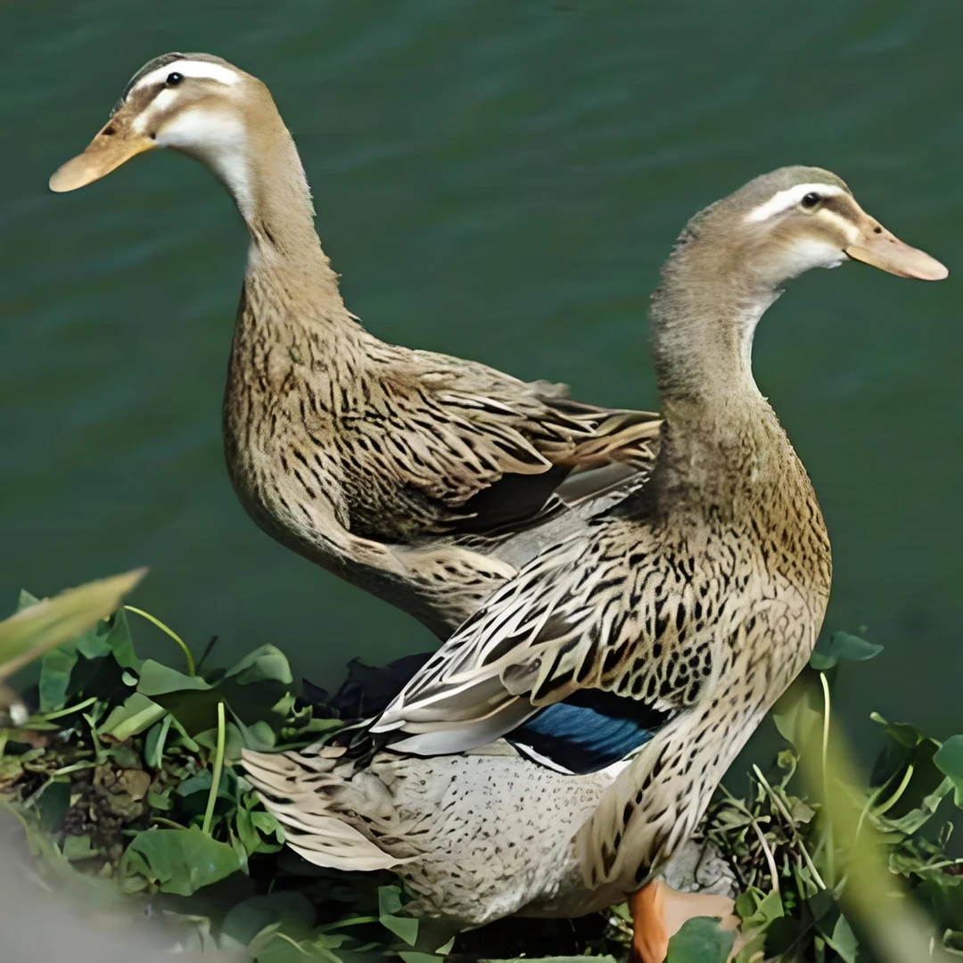 【3只包邮】绿壳蛋麻鸭年产蛋300枚