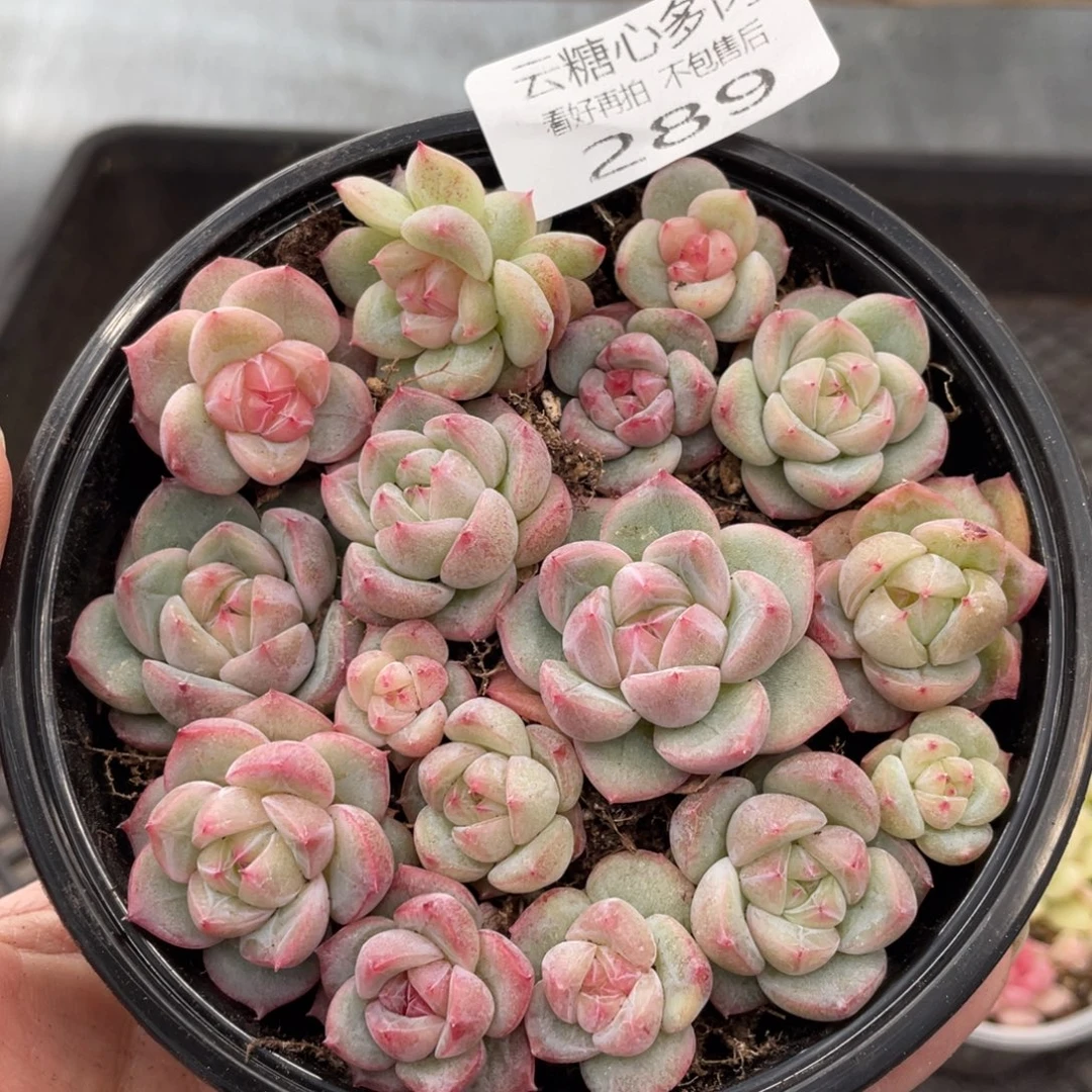 云糖心多肉植物289