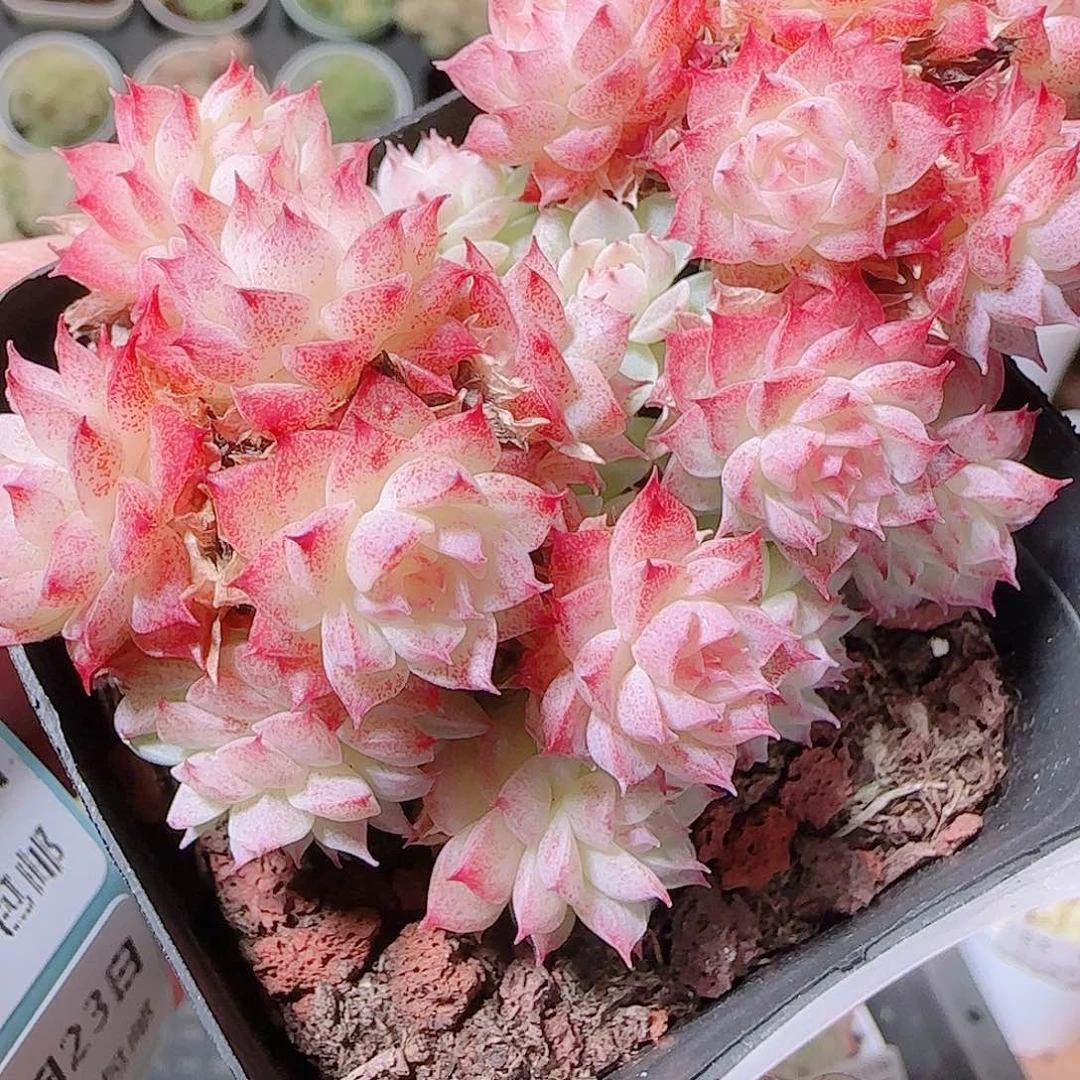 暖***活花语逸镜1123-83散