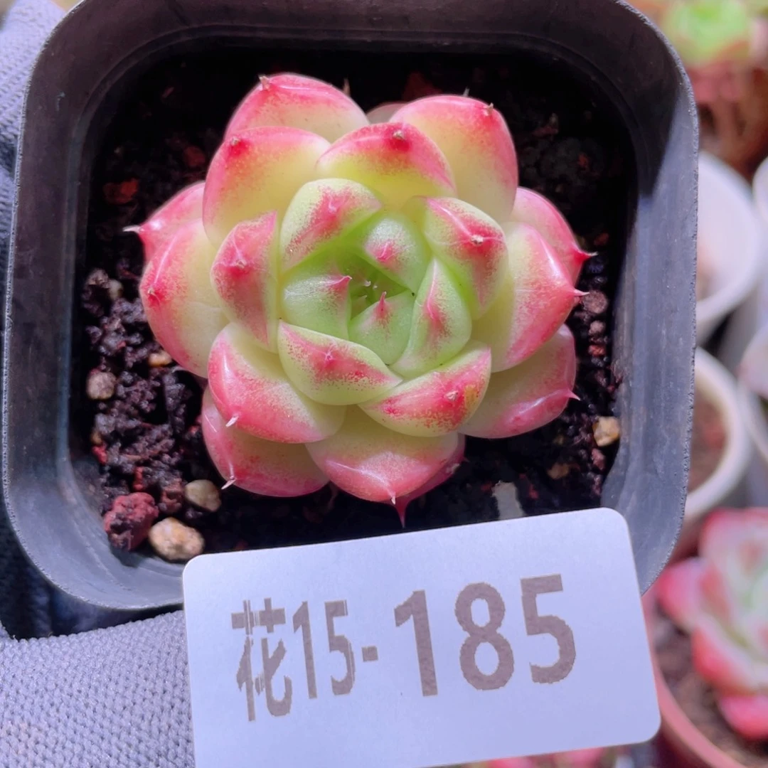 花利美15-185麦秆