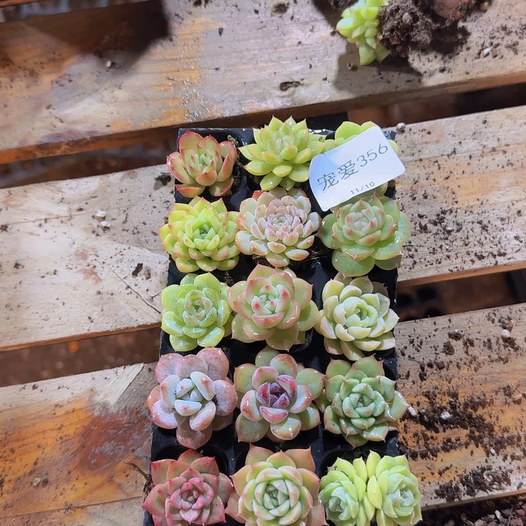 直播福利一物一拍356