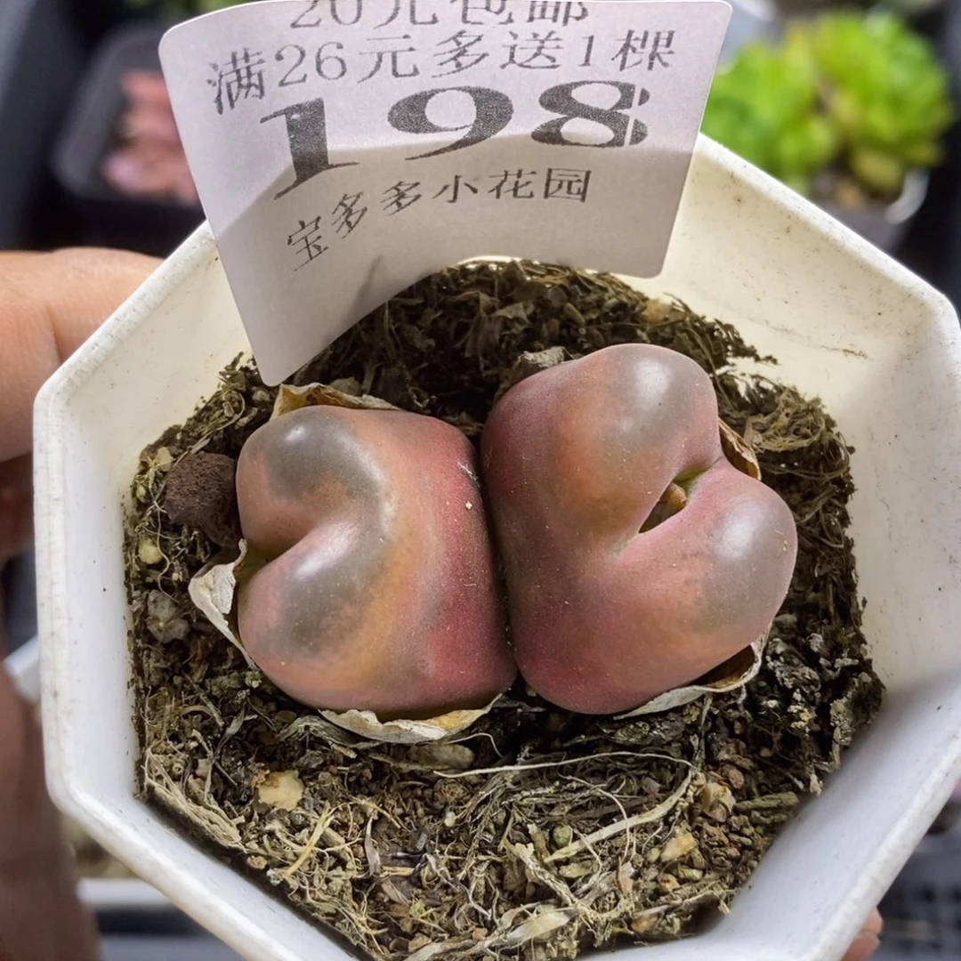 双头粉色毛汗尼一物一拍满20包邮满26送一颗多肉