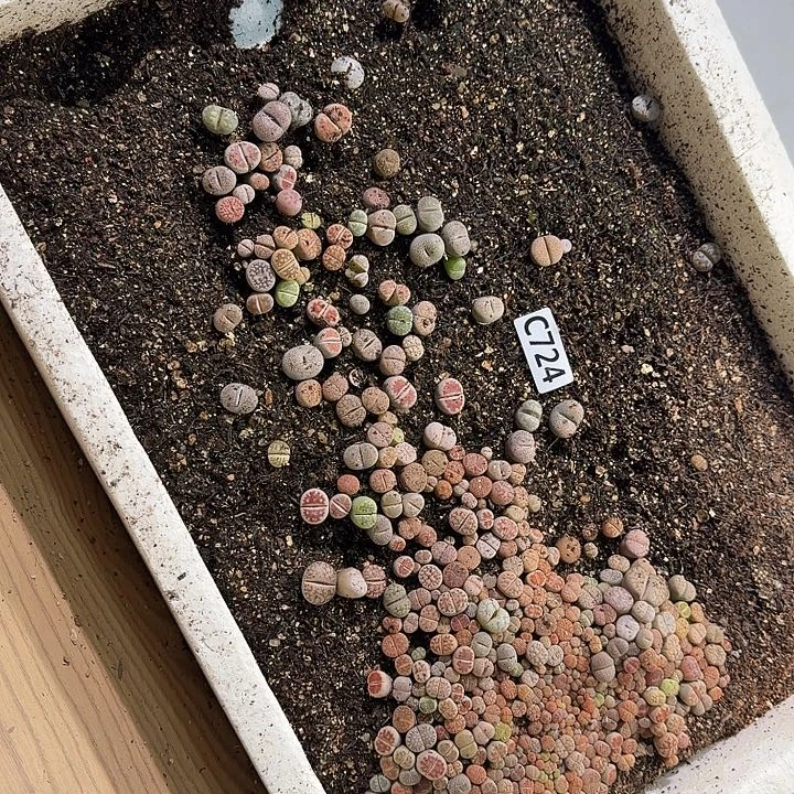 生724石花整框脱土发货不售后