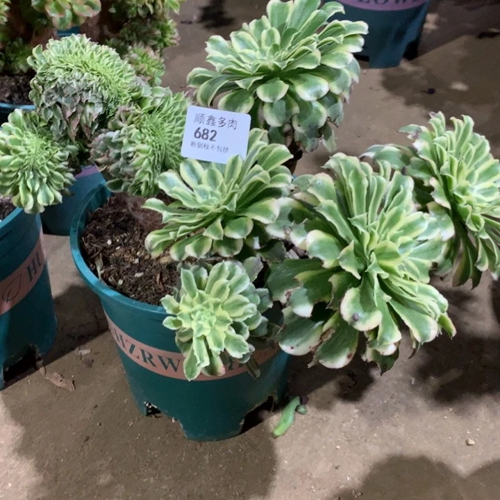 付*喵682碧浪多肉植物