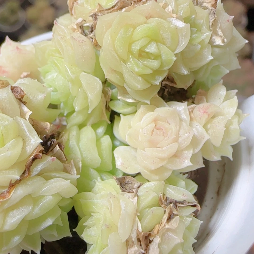 花语逸镜1113-185散