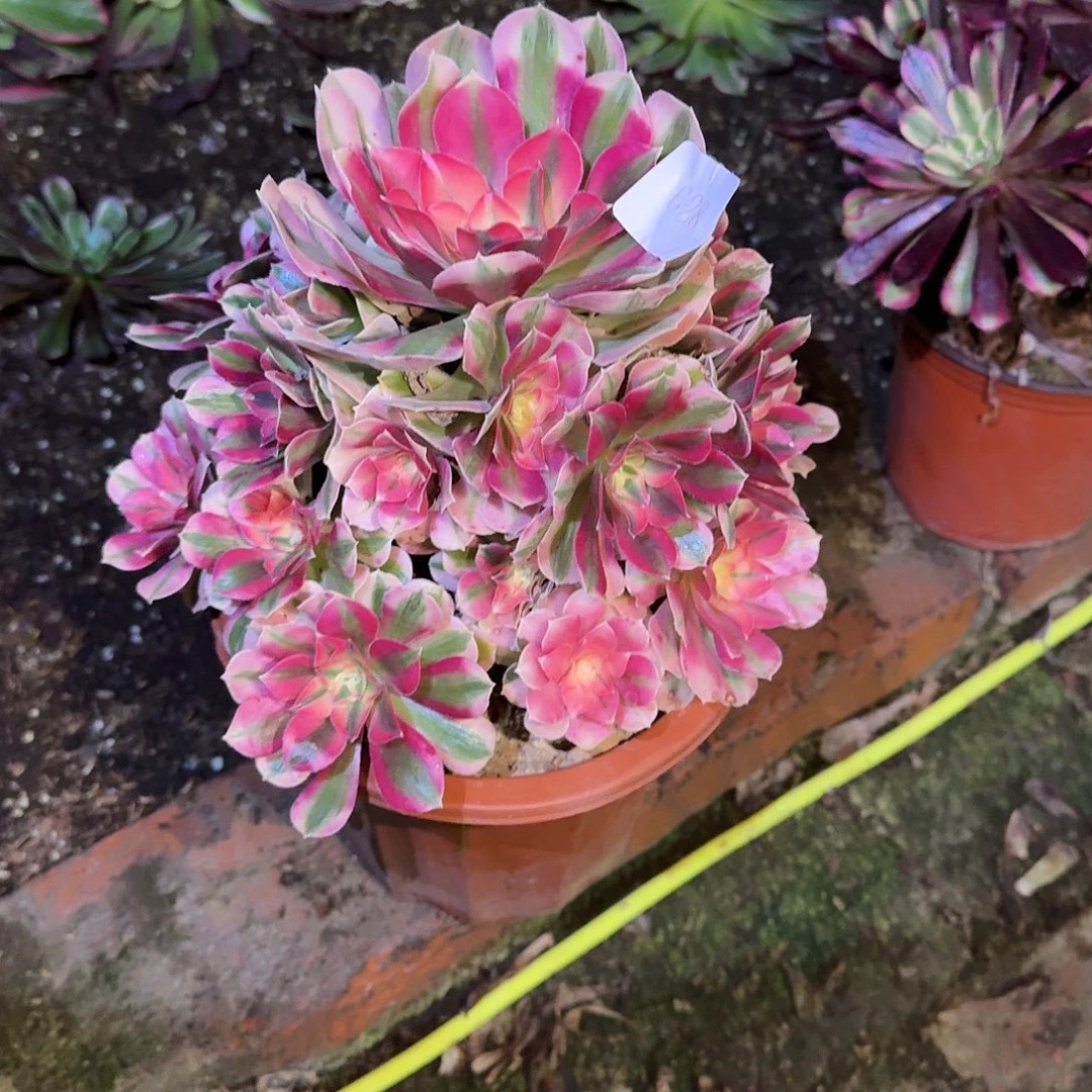 多肉植物粉女巫628