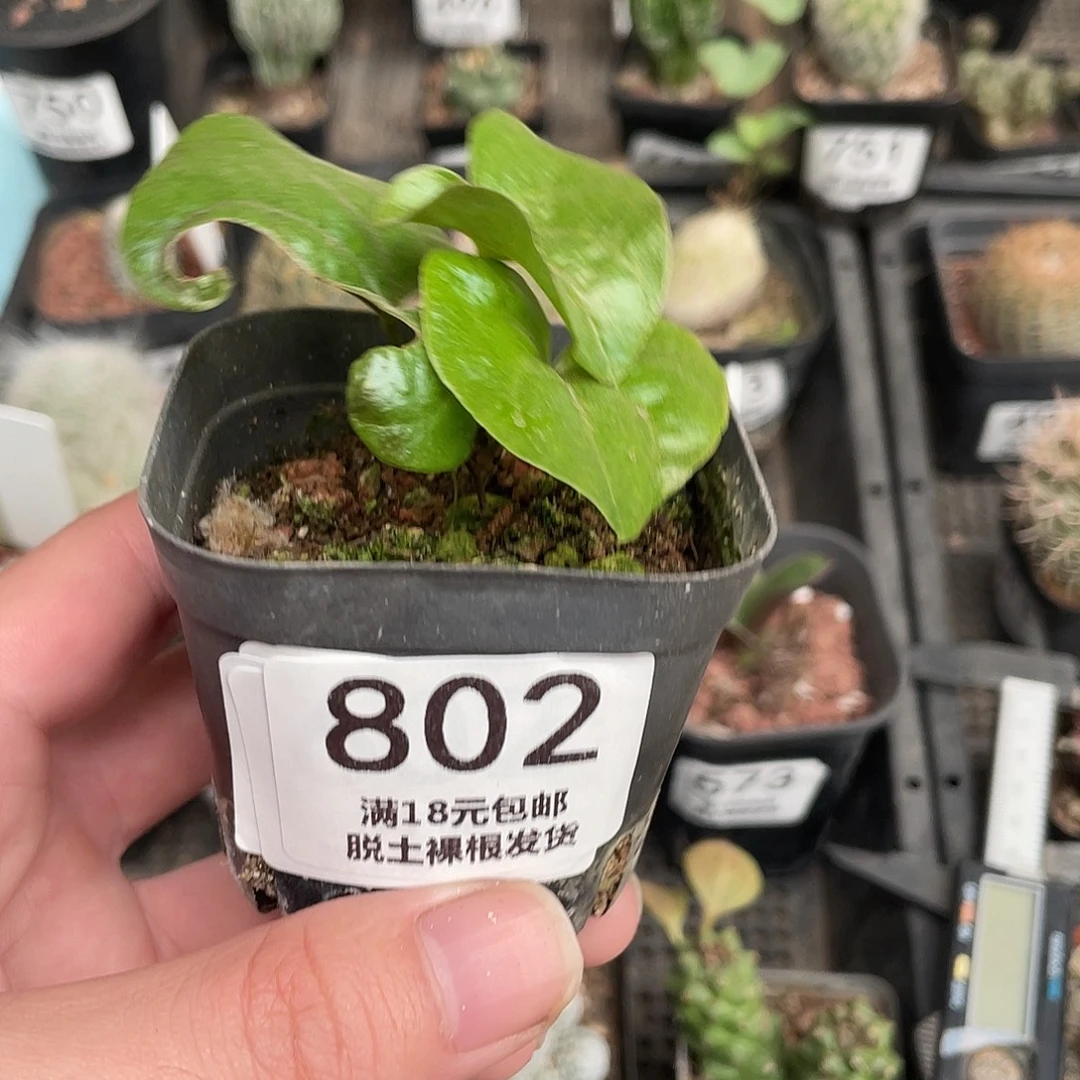 802龟甲龙（满18包邮）