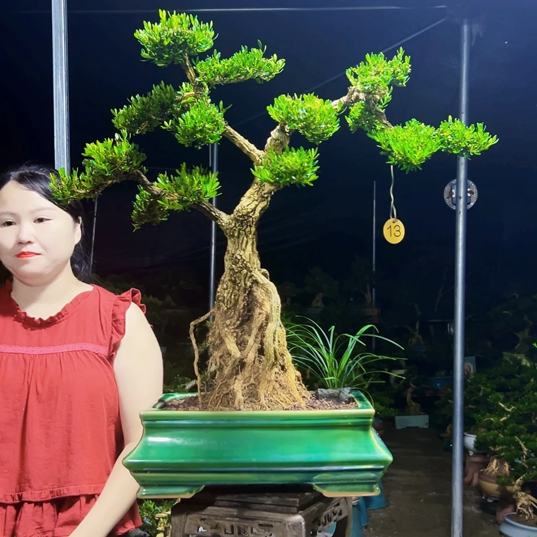 无花朵黄杨木