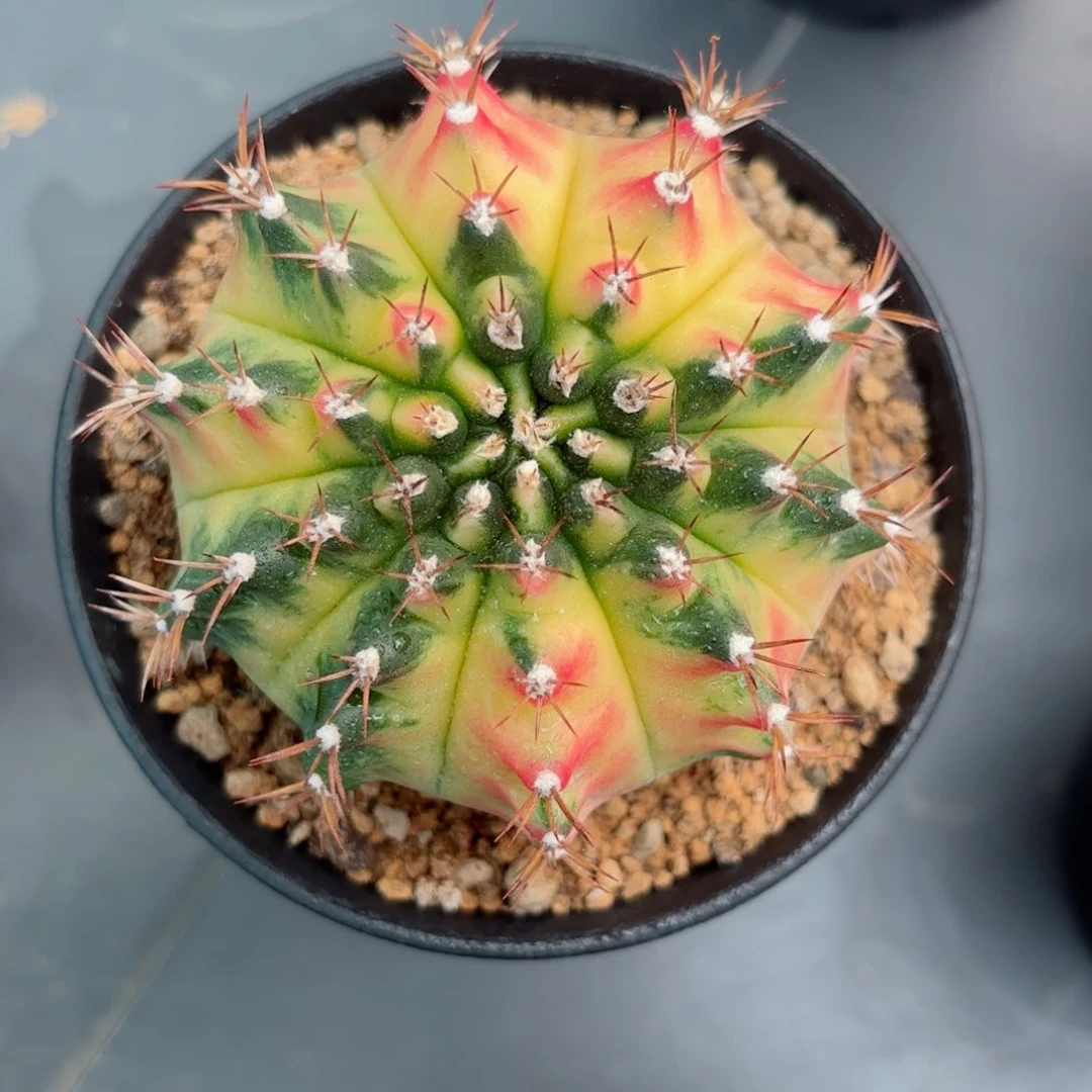 泰系米哈moon week 600