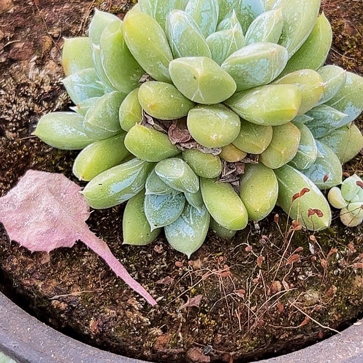 美人系列多肉植物