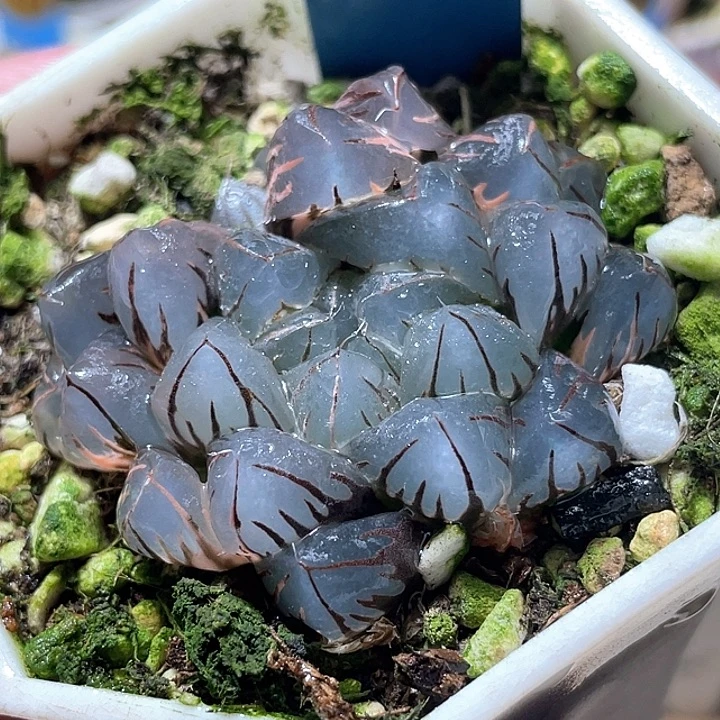 707水中月物露锦特选福利