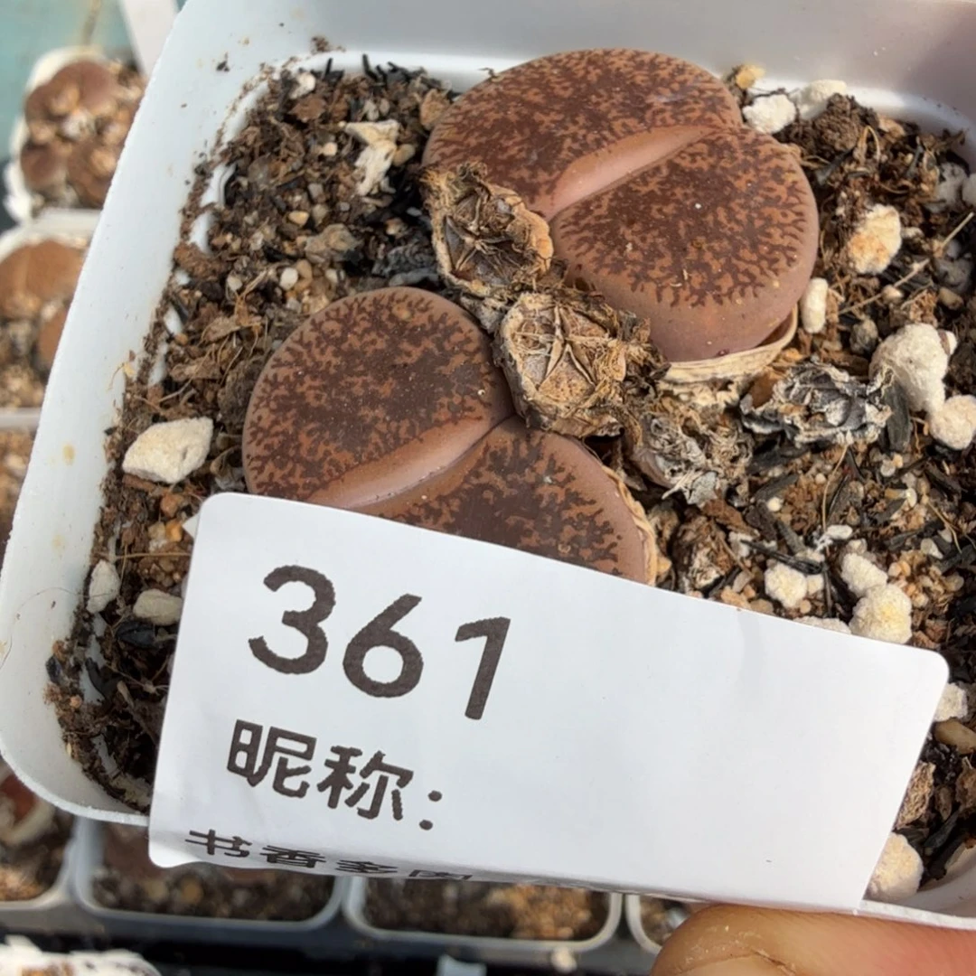 太***花多肉植物多肉植物多肉植物